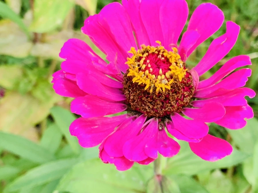 IMG_7005.jpg?type=w966