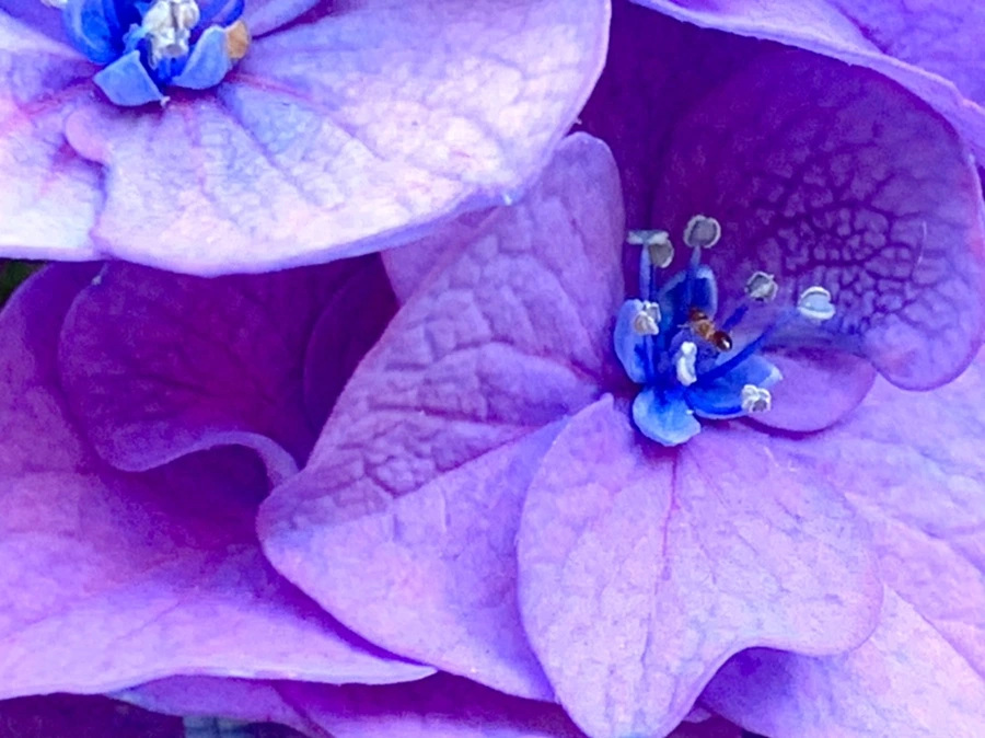 IMG_8767.jpg?type=w966