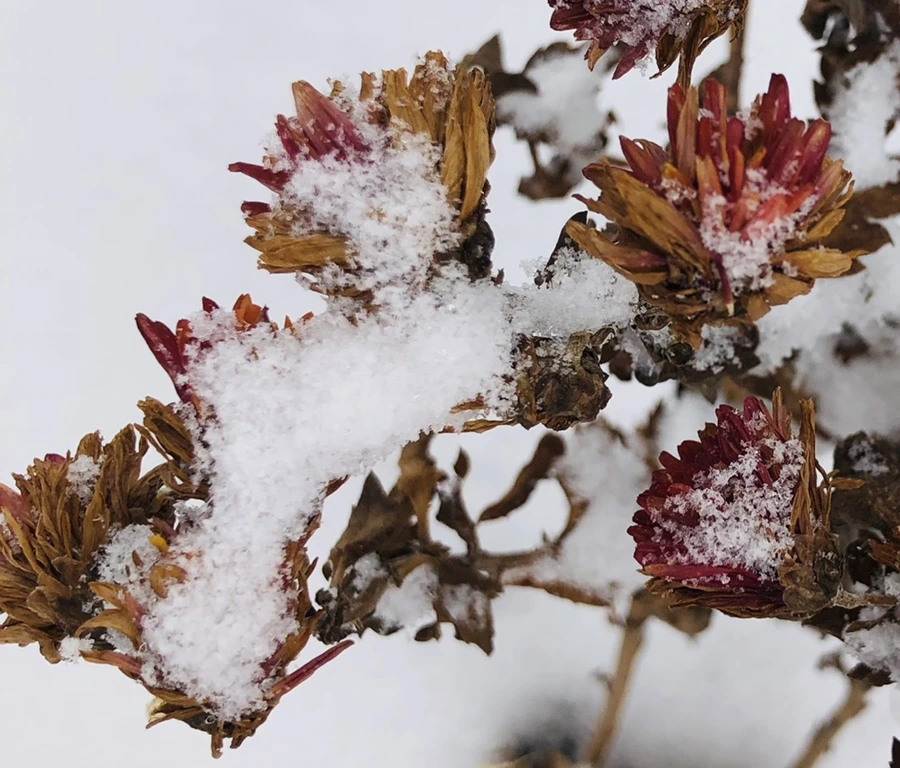 IMG_3313.jpg?type=w966