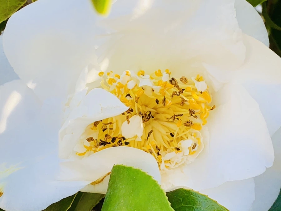 IMG_7534.jpg?type=w966