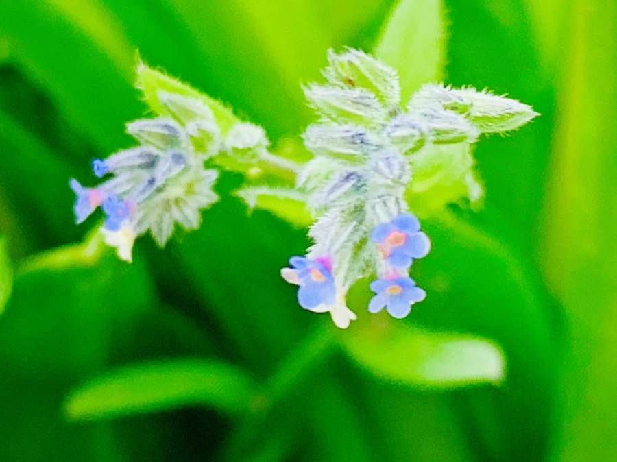 IMG_8655.jpg?type=w966