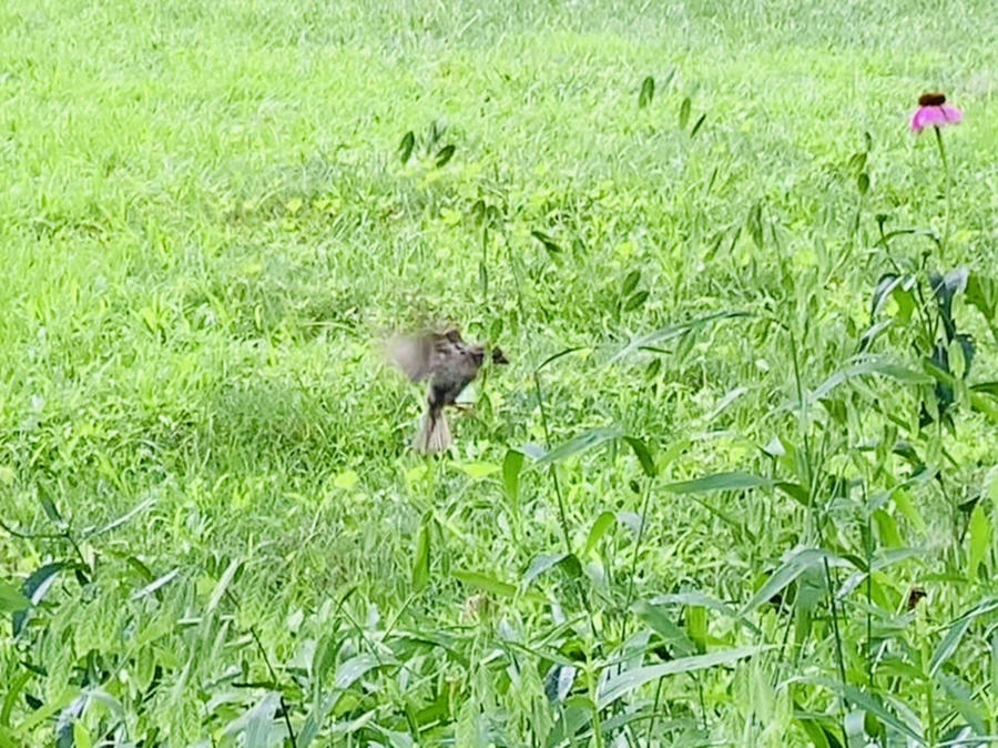 IMG_1017.jpg?type=w966