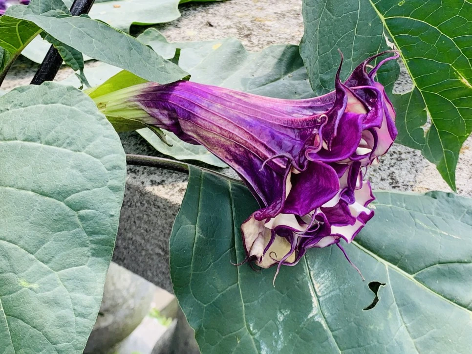 IMG_9381.jpg?type=w966