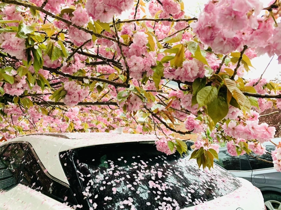 IMG_5234.jpg?type=w966