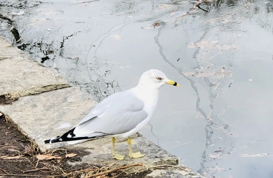 IMG_0002.jpg?type=w966