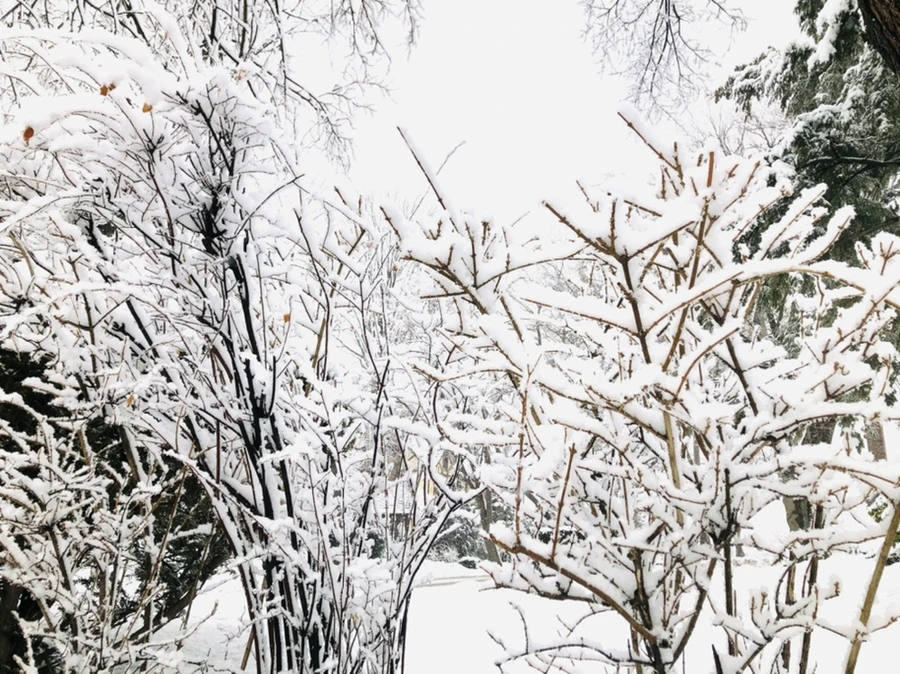 IMG_1016.jpg?type=w966