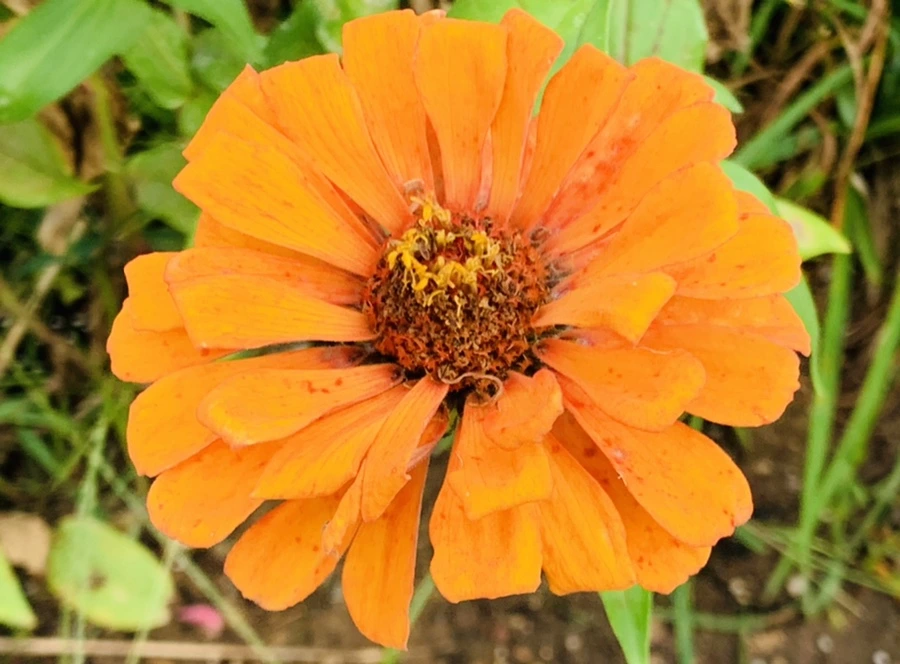 IMG_7001.jpg?type=w966