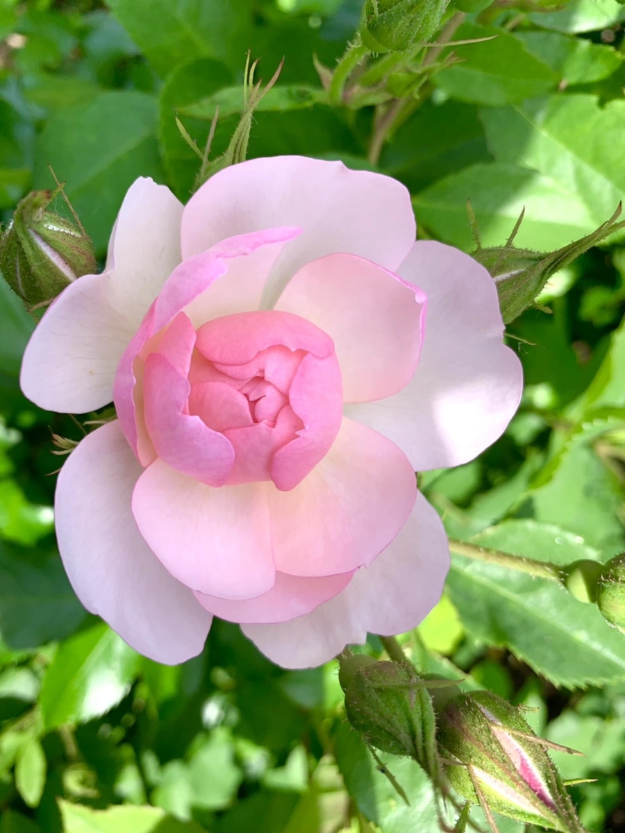 IMG_5885.jpg?type=w966