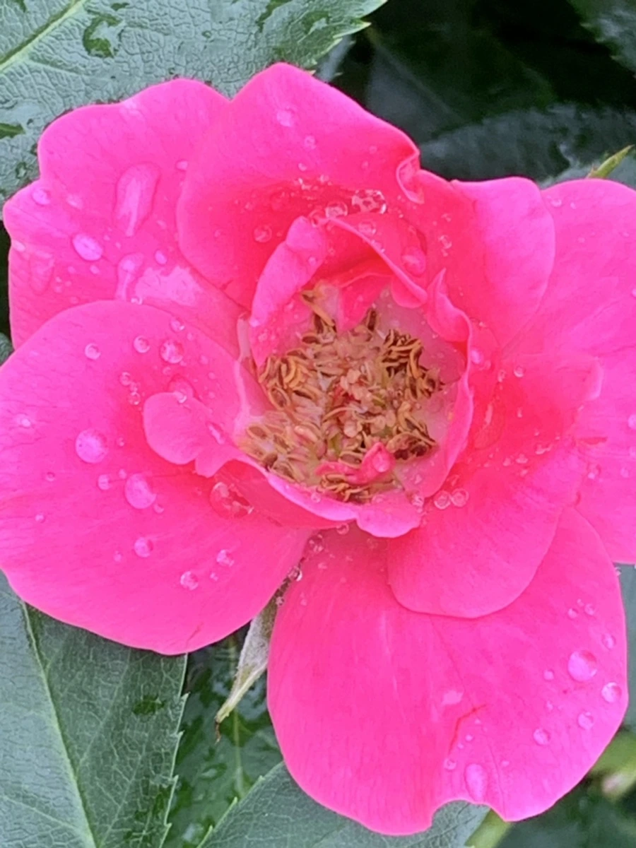 IMG_9572.jpg?type=w966