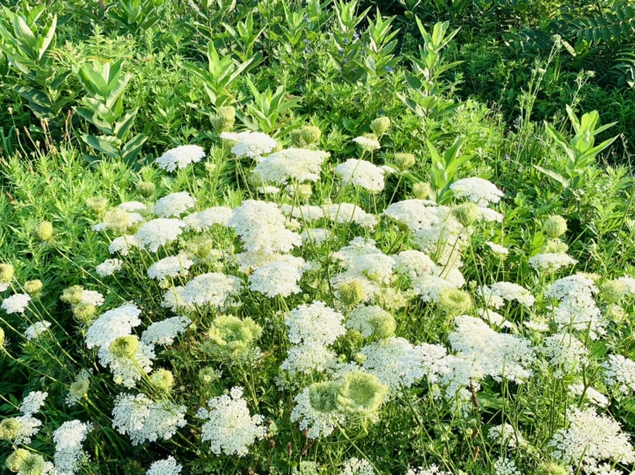 IMG_6533.jpg?type=w966