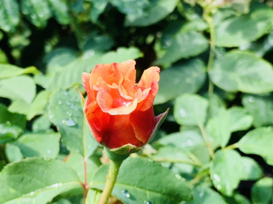 IMG_8408.jpg?type=w966