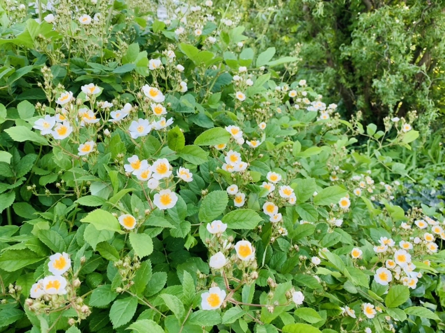 IMG_4028.jpg?type=w966