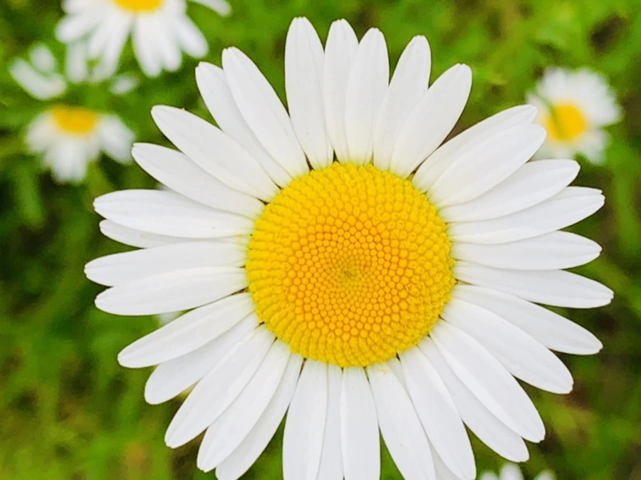 IMG_4905.jpg?type=w966