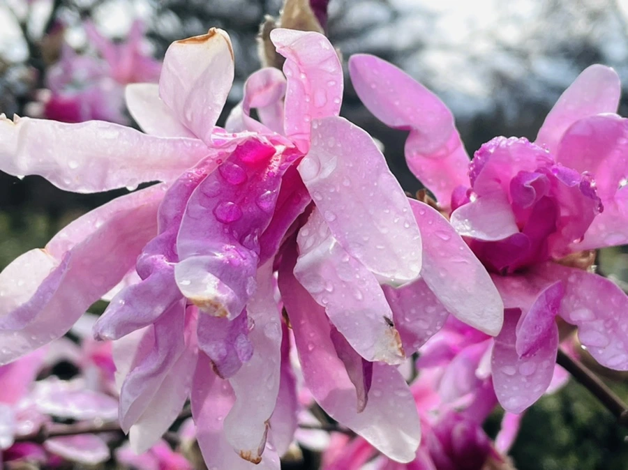 IMG_7434.jpg?type=w966