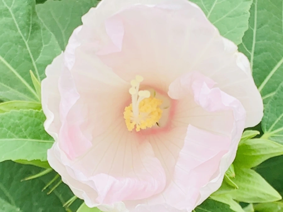 IMG_6042.jpg?type=w966