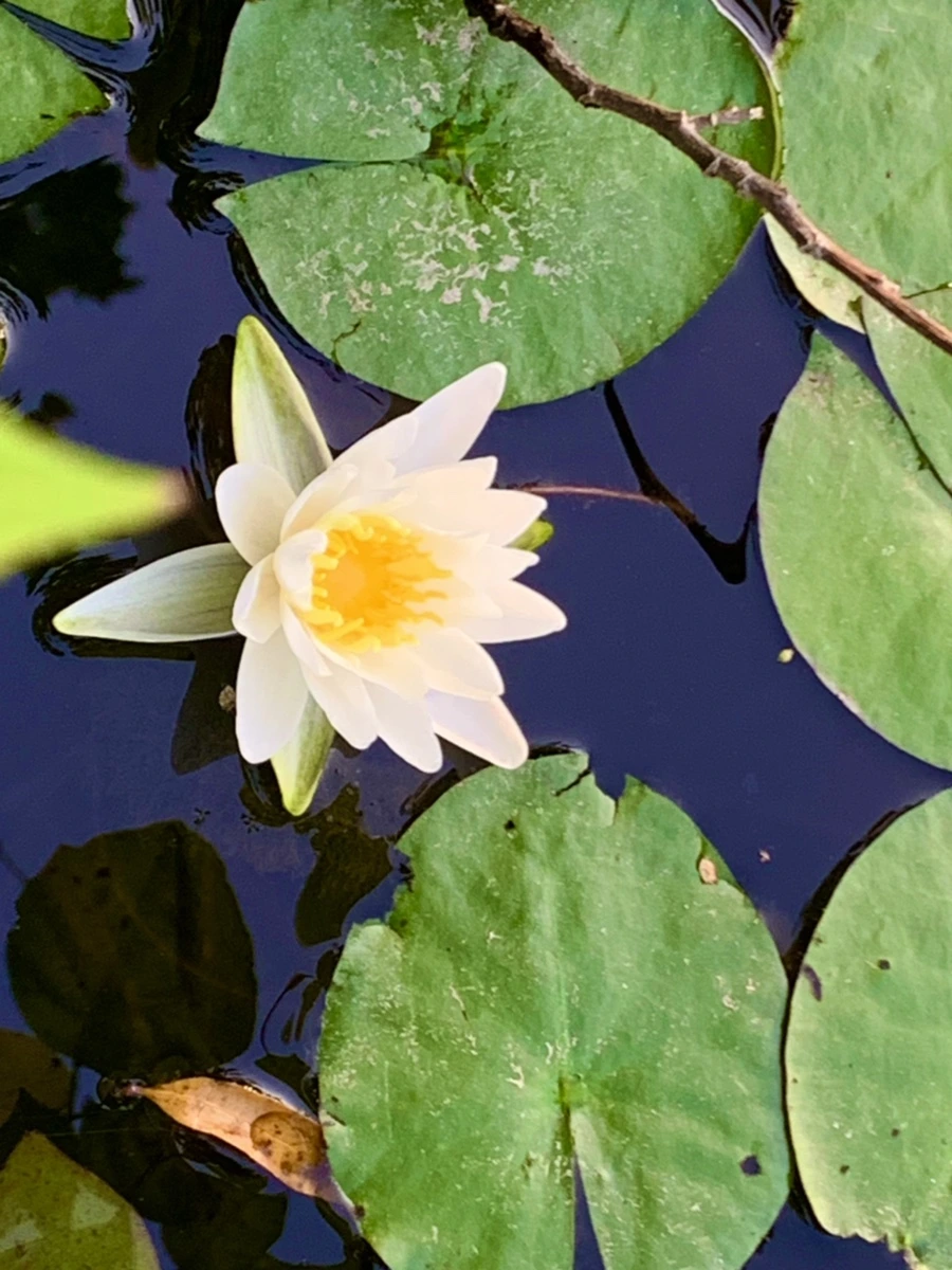 IMG_1041.jpg?type=w966