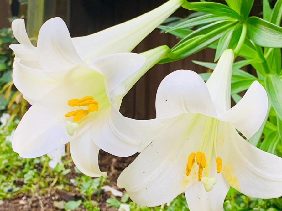 IMG_1011.jpg?type=w966