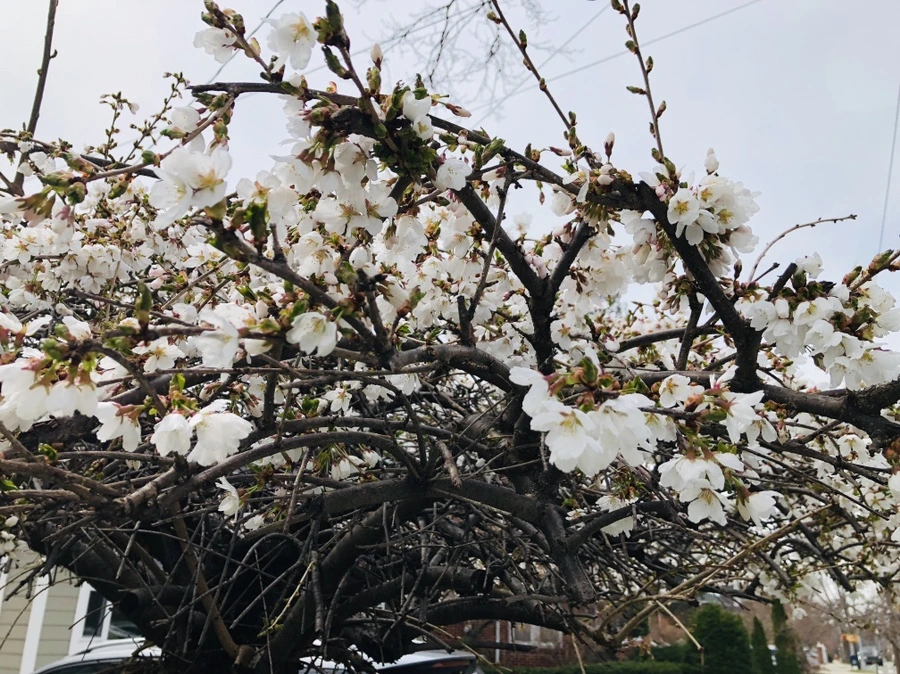 IMG_2572.jpg?type=w966