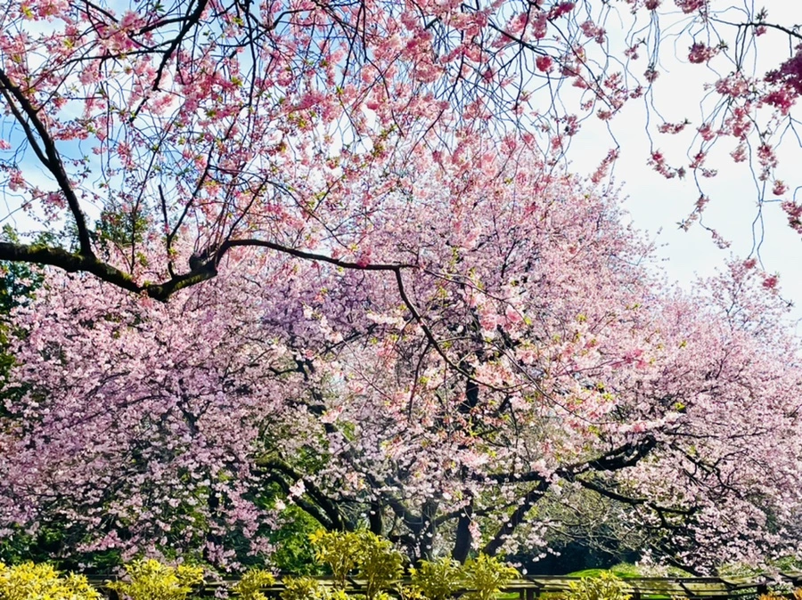 IMG_0272.jpg?type=w966