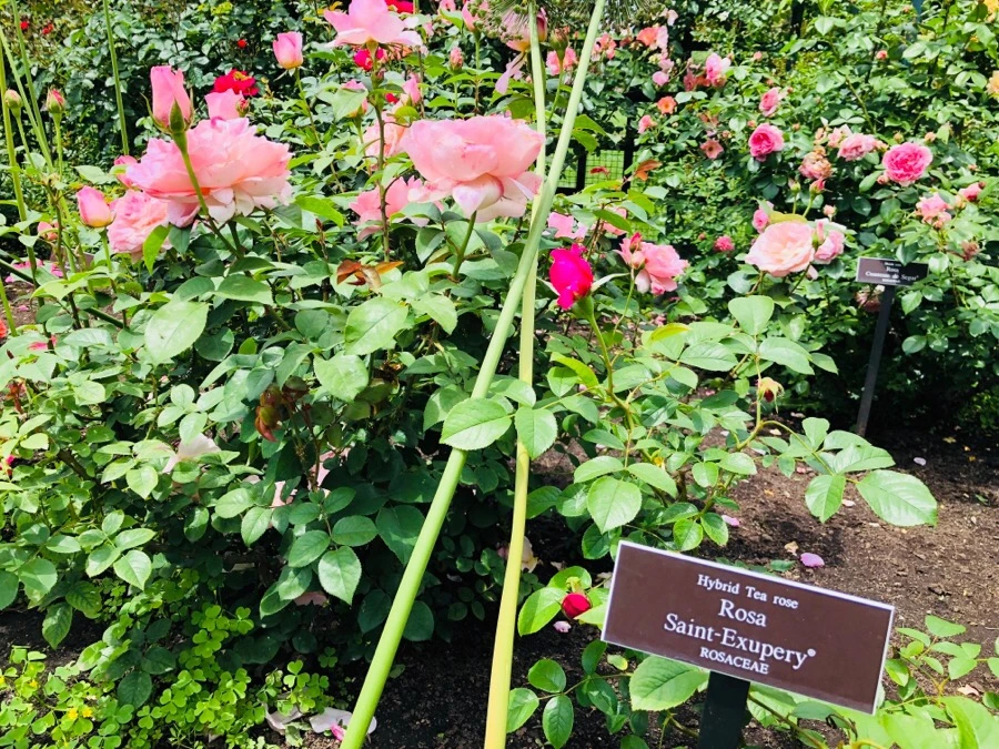 IMG_7201.jpg?type=w966