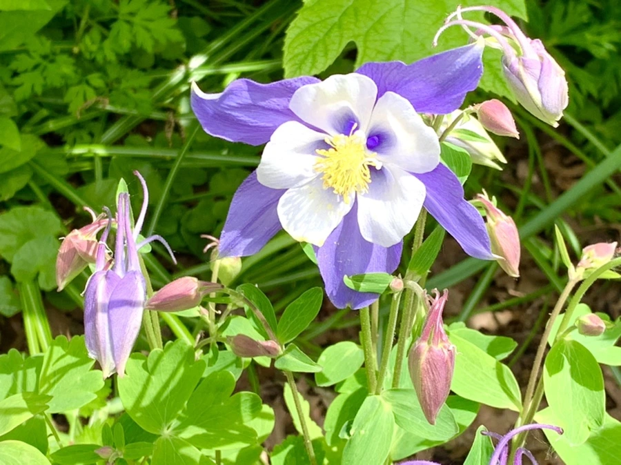 IMG_1219.jpg?type=w966