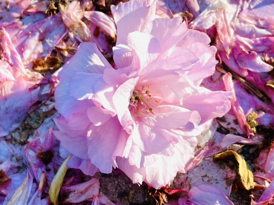 IMG_5914.jpg?type=w966