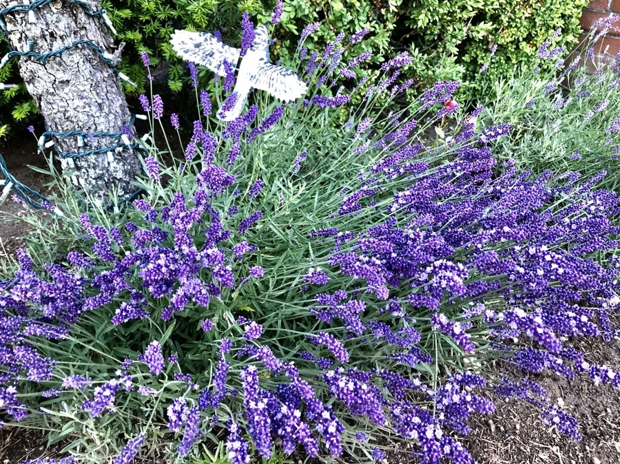 IMG_8365.jpg?type=w966