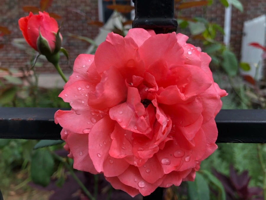 IMG_4207.jpg?type=w966