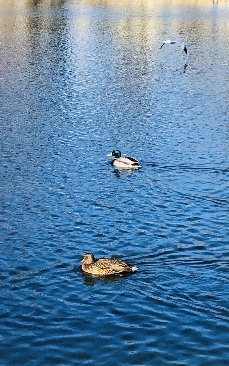 IMG_9729.jpg?type=w966