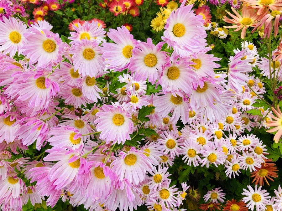 IMG_2512.jpg?type=w966