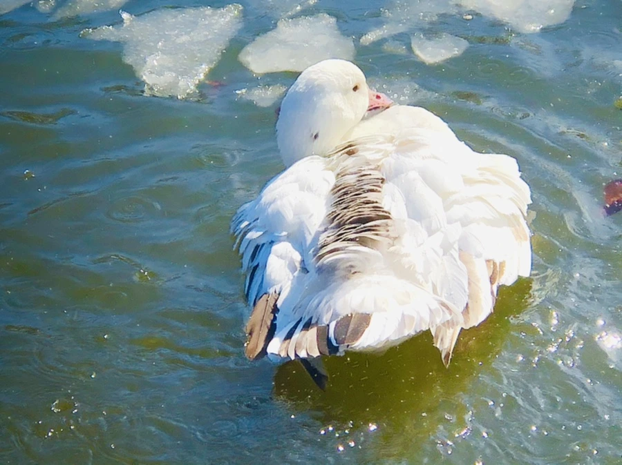 IMG_5343.jpg?type=w966