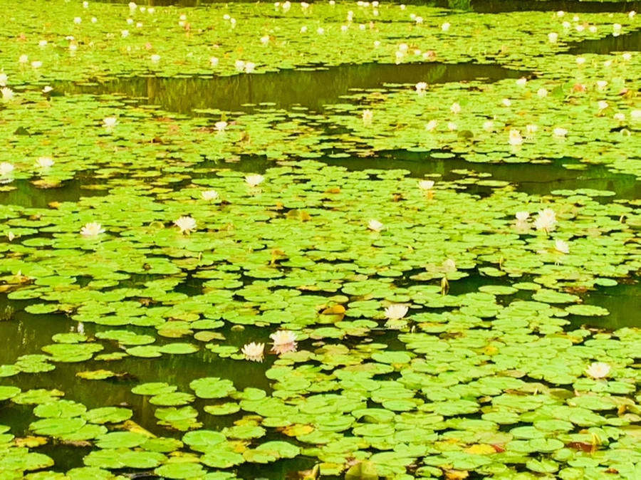 IMG_5858.jpg?type=w966