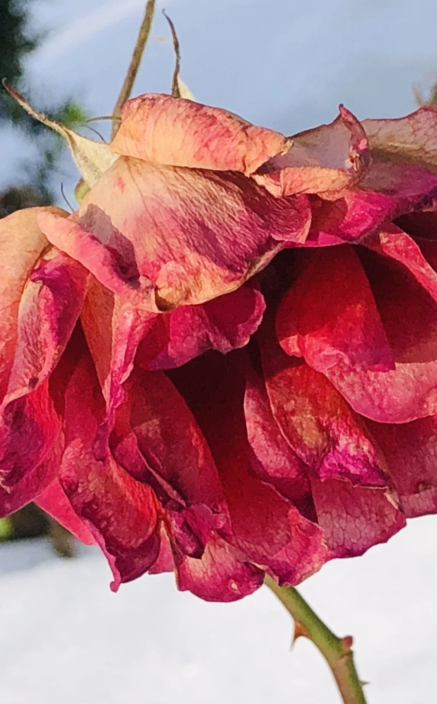 IMG_7735.jpg?type=w966