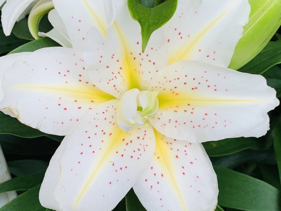 IMG_3329.jpg?type=w966