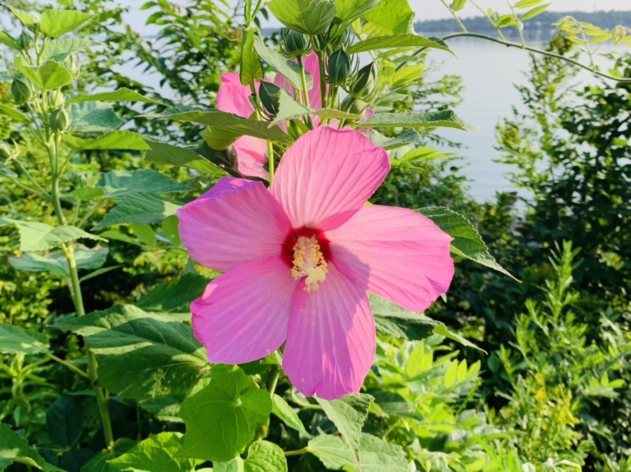 IMG_5892.jpg?type=w966