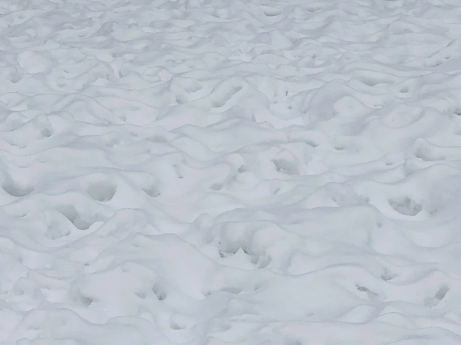 IMG_2338.jpg?type=w966