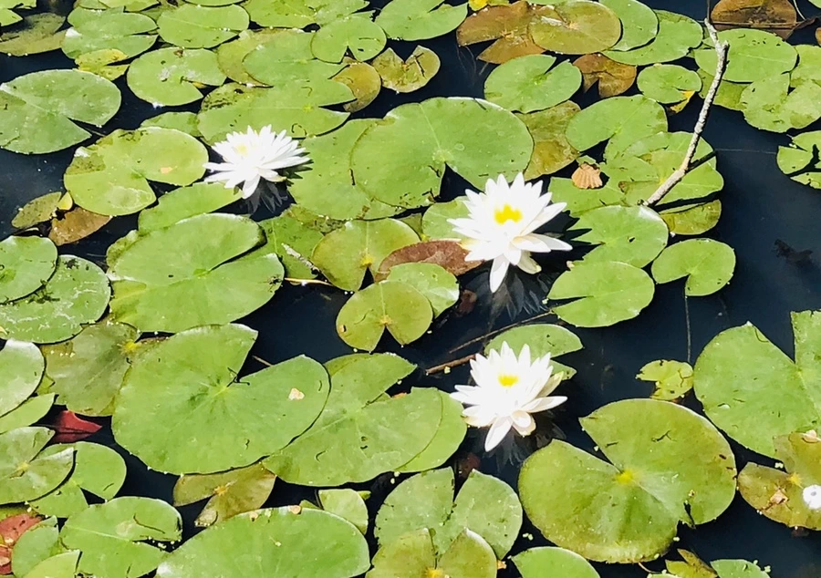 IMG_8547.jpg?type=w966