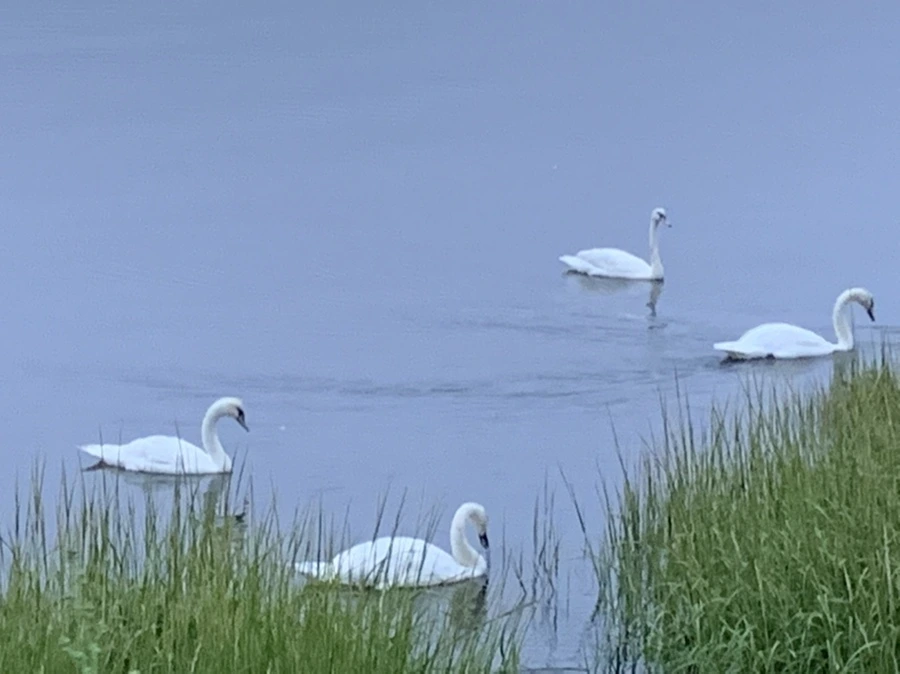 IMG_6633.jpg?type=w966