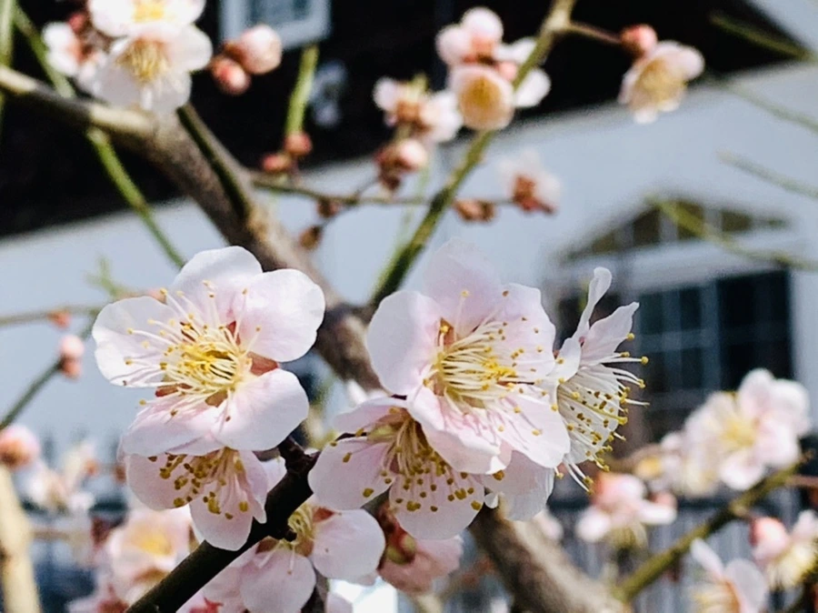 IMG_1055.jpg?type=w966