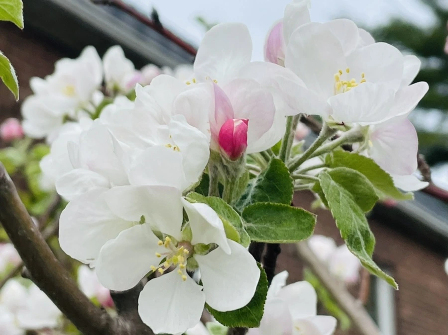 IMG_2458.jpg?type=w966