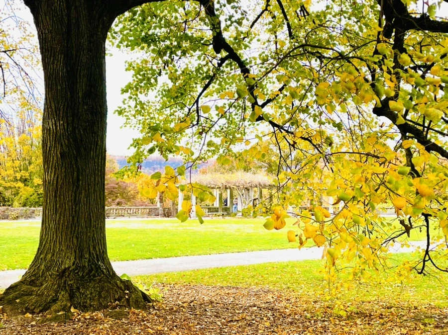 IMG_2418.jpg?type=w966