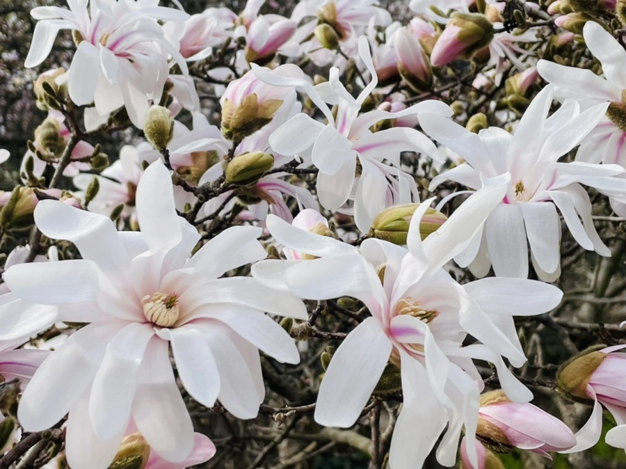 IMG_6695.jpg?type=w966