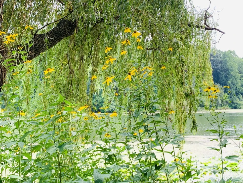 IMG_1298.jpg?type=w966