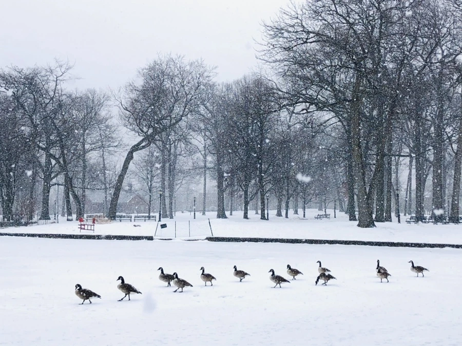 IMG_4068.jpg?type=w966