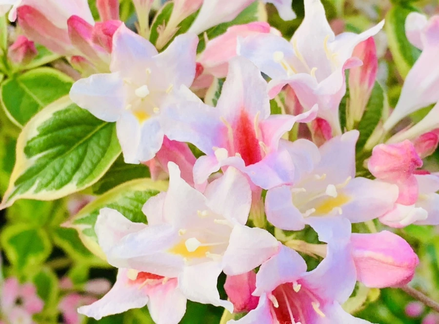 IMG_1939.jpg?type=w966