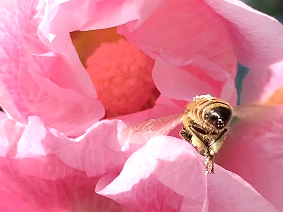 IMG_3854.jpg?type=w966