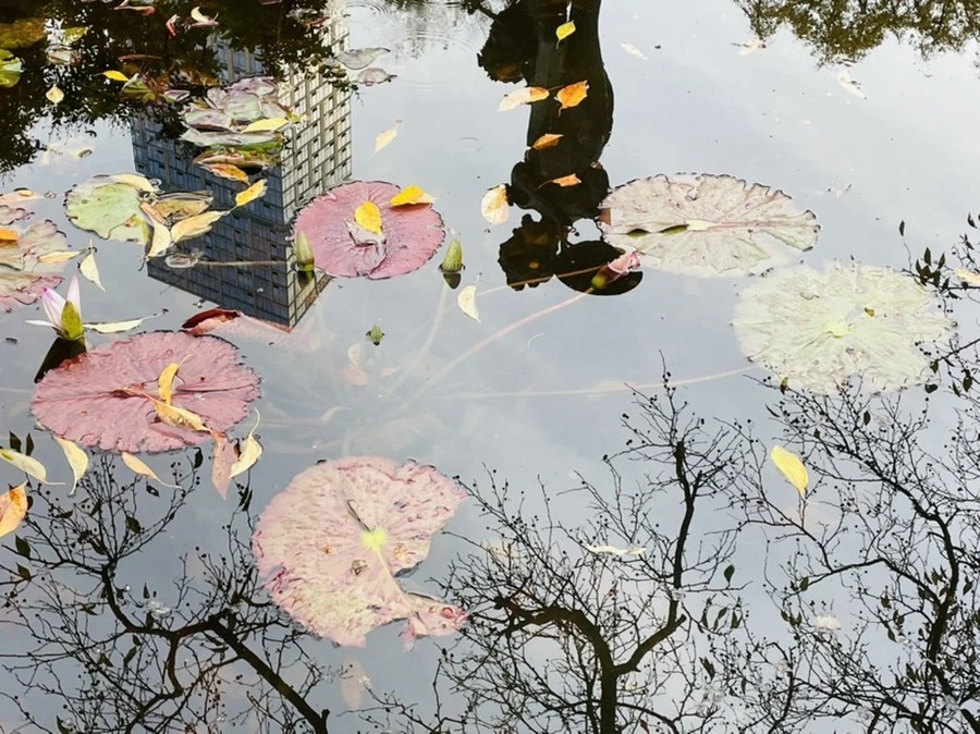 IMG_1263.jpg?type=w966