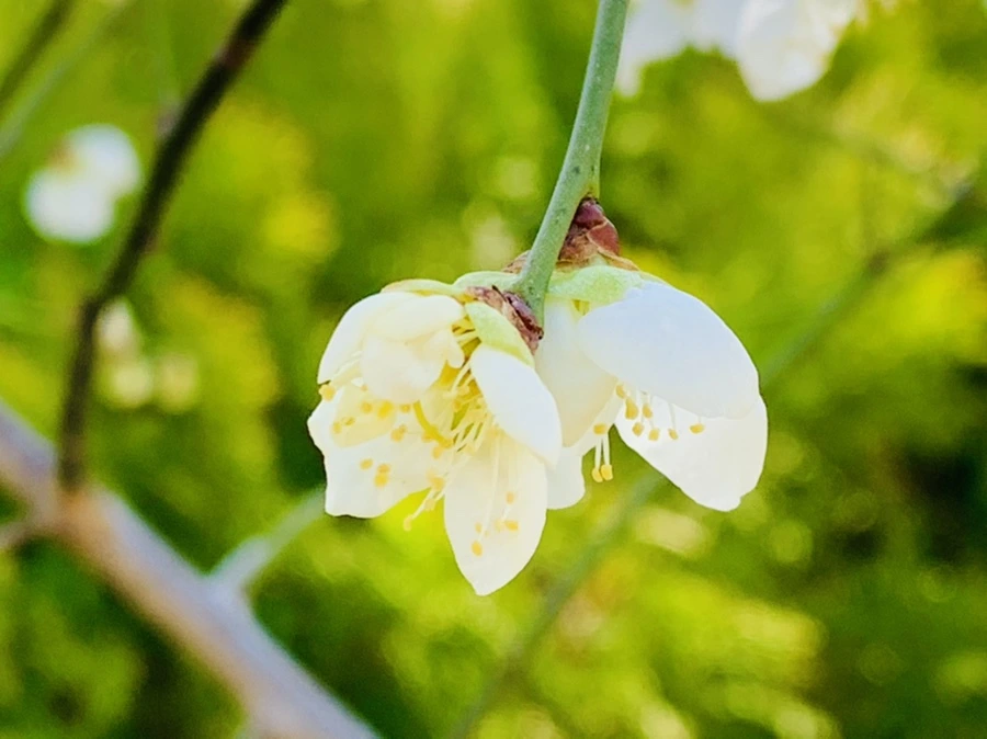 IMG_1330.jpg?type=w966