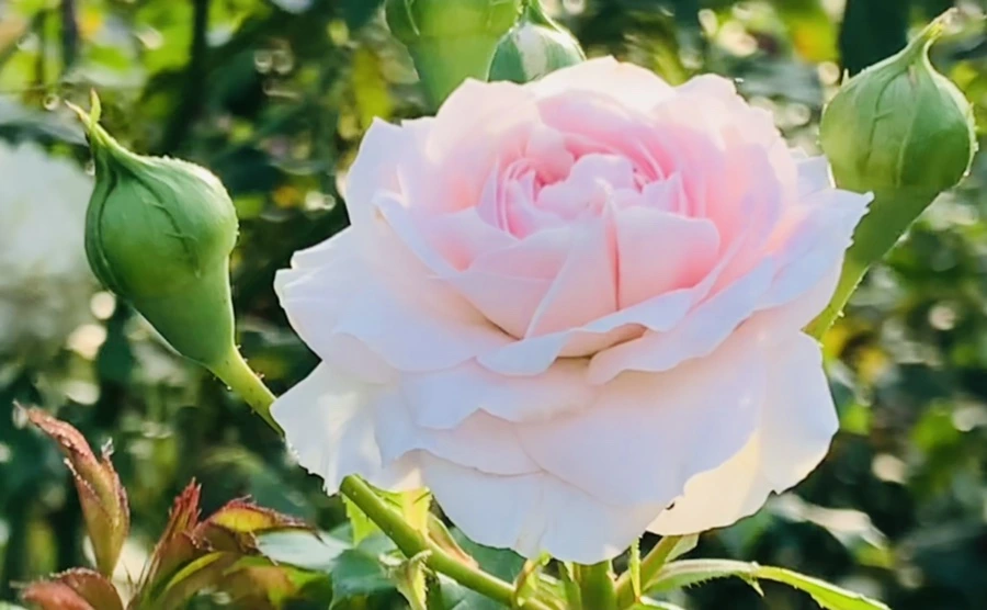 IMG_1203.jpg?type=w966