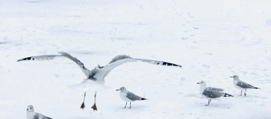 IMG_4164.jpg?type=w966